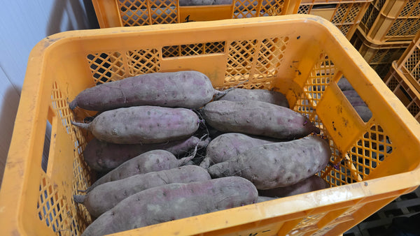 秋田県産さつまいもが甘くなる理由｜キュアリング熟成のこだわり