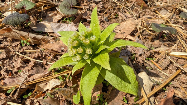 【地のもの旬のもの】秋田の春の味覚、ふきのとうを味わいました🌿