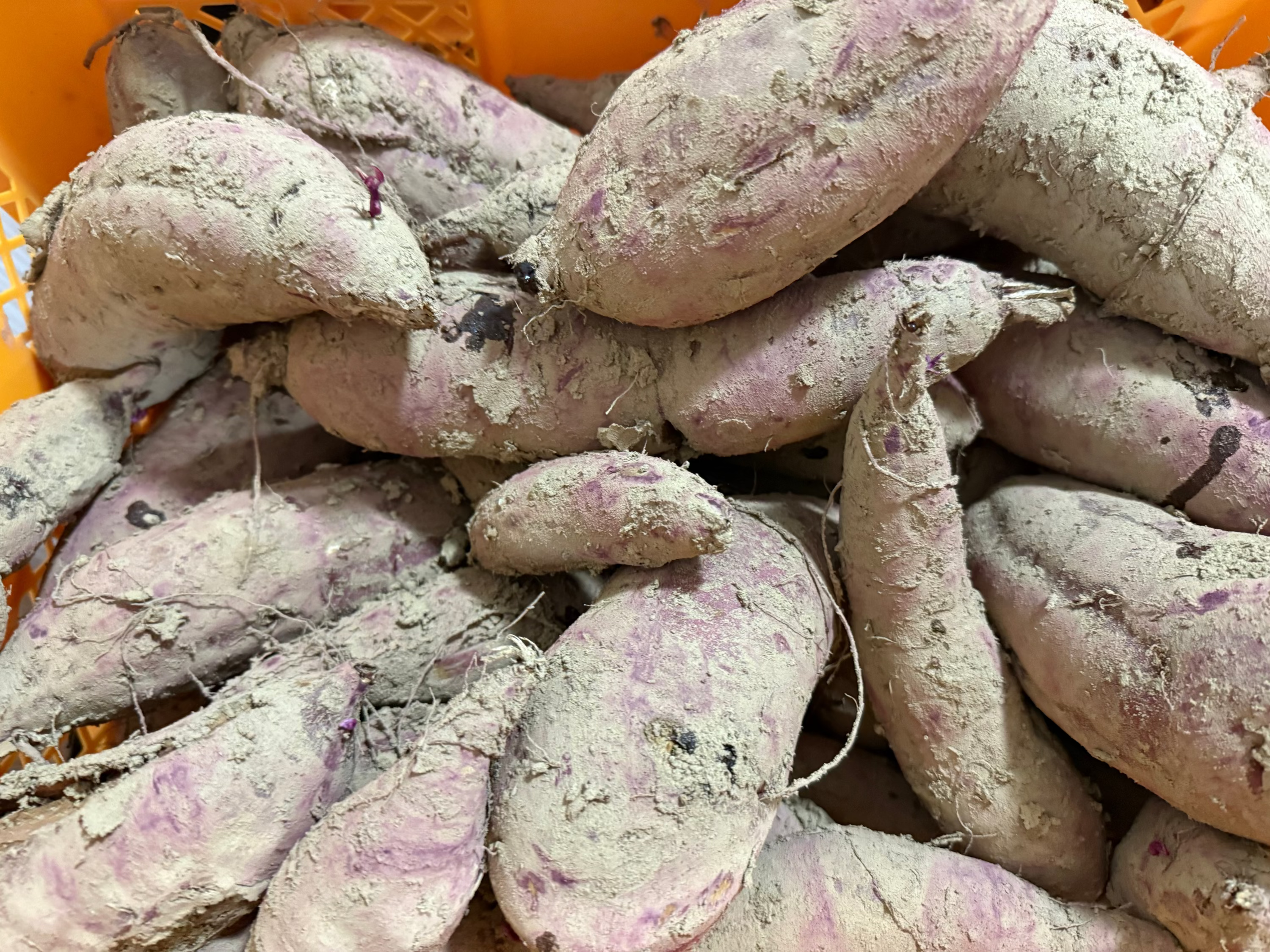 秋田県産 無添加 平干し芋